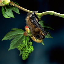 Pipistrelle bat {Pipistrellus pipistrellus} resting on Sycamore. Captive, UK.