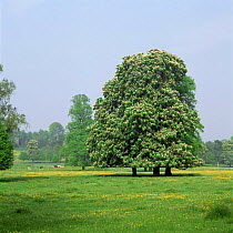 Horse chestnut tree {Aesculus hippocastanum} in bloom in fields with buttercups Surrey, UK.
