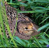 Game pheasant hen {Phasianus colchicus} on nest. Eurasia.