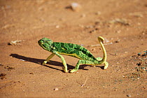Graceful chameleon {Chamaeleo gracialis} moving across open ground. Kenya.