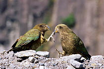 Kea {Nestor notablis} male female pair. New Zealand.