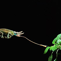 RF- Jacksons 3-horned chameleon (Chamaeleo jacksonii) catching fly. Captive, Kenya. (This image may be licensed either as rights managed or royalty free.)