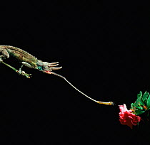 Jacksons 3-horned chameleon {Chamaeleo jacksonii} catches fly with tongue Captive, Kenya.