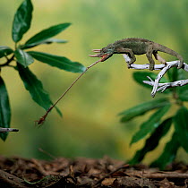 Jacksons 3-horned chameleon {Chamaeleo jacksonii} catching cricket with tongue. Captive.