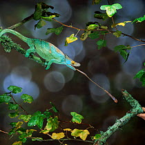 Parsons chameleon {Chamaeleo parsonii} male catching cricket. Captive, Madagascar.