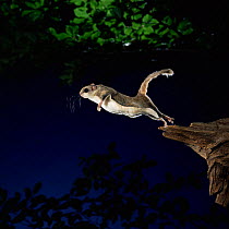 Southern flying squirrel {Glaucomys volans} taking off, Captive