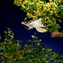 Southern flying squirrel {Glaucomys volans} taking off, Captive