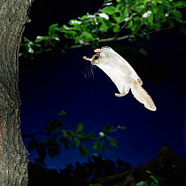 Southern flying squirrel {Glaucomys volans} landing on tree trunk, Captive
