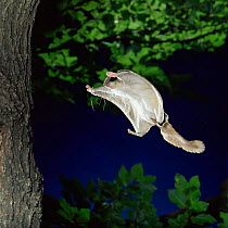 Southern flying squirrel {Glaucomys volans} landing on tree trunk, Captive