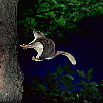 Southern flying squirrel {Glaucomys volans} landing on tree trunk, Captive.