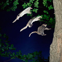 Southern flying squirrel {Glaucomys volans} landing on tree, multiple exposure