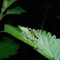 Sawfly (unidentified) about to take off, UK.