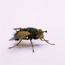 Parasitic fly {Tachina / Larcaevora sp}