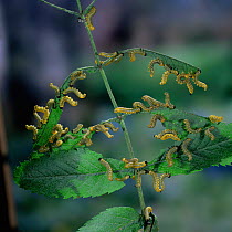 Sawfly larvae {Symphyta} feeding on Rowan leaves, UK.