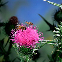 Migrant Marmalade hoverfly {Episyrphus balteatus} + Honey bee {Apis mellifora} on Thistle, UK.