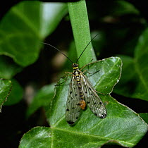 Common scorpionfly {Panorpa communis} male resting on Ivy, UK.