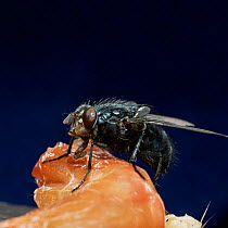 Bluebottle fly / Blowfly {Calliphora sp} feeding on meat, UK.