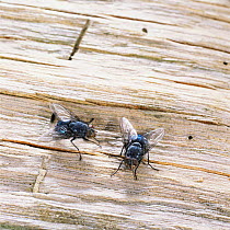 Two Bluebottle flies / Blowflies {Calliphora sp} UK.
