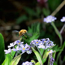 Common bee fly {Bombylius major} feeding on Forget-me-not, UK.
