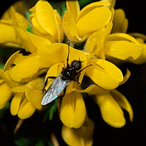 St Mark's fly / March fly {Bibio marci} on Gorse flower, UK.