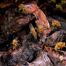 Yellow dungflies on rotting compost {Scatophaga stercoraria} UK.