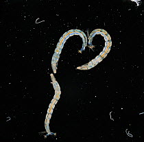 Chironomid midge larvae {Corynoneura sp} showing gills and false legs, UK.