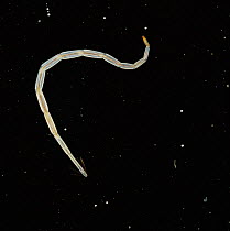 Chironomid midge larva {Corynoneura sp} showing gills, UK.