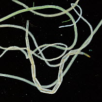 Chironomid midge larva {Forcipomyia sp} amongst duckweed roots, UK.