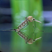 Mosquito {Culex pipiens} female emerging from aquatic pupa, UK.