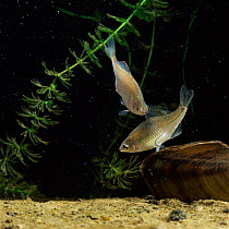 Female Bitterling ovipositing into Mussel while male waits to deposit sperm, sequence 6/6