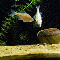Female Bitterling hangs vertically before ovipositing in Swan mussel, sequence 3/6 male in attendance trailing false ovipositor.