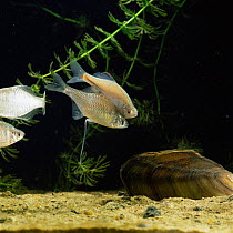Male Bitterling guides gravid female to Mussel for ovipositing, sequence 2/6