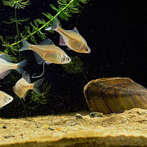 Gravid female Bitterling and male inspect freshwater Mussel for spawning, seq 1/6 trailing false ovipositor.