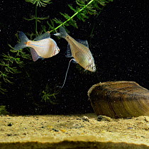 Male Bitterling guides gravid female to Mussel for ovipositing {Rhodeus ocellauts} trailing false ovipositor.