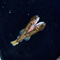 Rainbow trout, deformed fry - siamese twins - caused by egg damage {Salmo gairdneri}