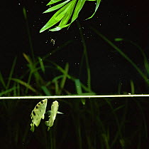 Archerfish about to dislodge insect from overhanging branch {Toxotes chatareus} from SE Asia