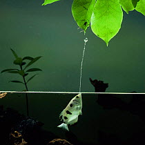 Archerfish jets water at spider to dislodge it from branch {Toxotes chatareus} from SE Asia