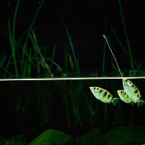 Archerfish jets water at insect to dislodge it from branch {Toxotes chatareus} from SE Asia