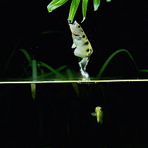 Archerfish leaps out of water to catch insect from overhanging branch {Toxotes chatareus}, SE Asia.