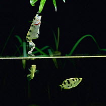 Archerfish leaps out of water to catch insect from overhanging branch {Toxotes chatareus} SE Asia.