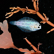 Young Plaice {Pleuronectes platessa} soon after hatching from pelagic larval form