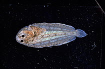 Young Sole {Solea solea} about 40-days after hatching, Atlantic