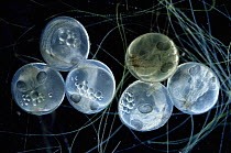 Three spined stickleback eggs 7 days after fertilisation {Gasterosteus aculeatus}