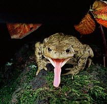 Common European toad {Bufo bufo} catching Earwig on tongue  UK.