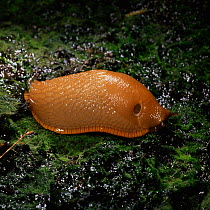 Black slug, orange form {Arion ater} showing spiracle, UK.