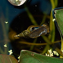 Great pond snail at water surface showing spiracle {Lymnaea stagnalis} UK.