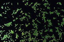 Mass of Euglena protozoa in freshwater, UK. Magnification: x10 at 6x7cm