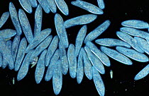 Mass of {Paramecium} protozoa. Magnification: x50 at 6x7cm