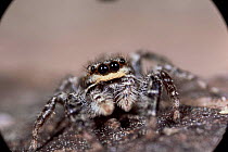 Fence post jumping spider portrait {Marpissa muscosa} UK.