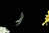 Jumping spider jumping {Marpissa rumpfii}
